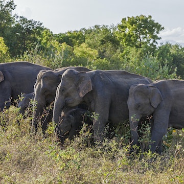 Elephants in Udawalawe National Park, Sri Lanka