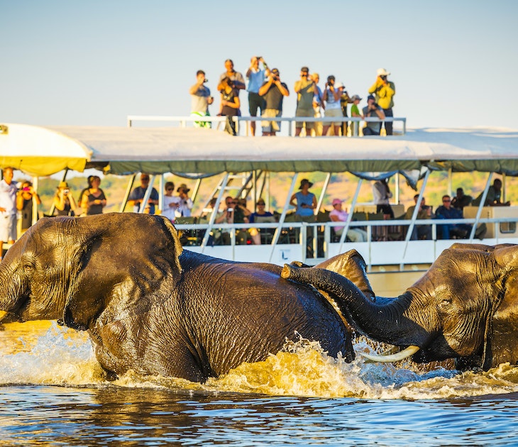 Tourists watch African elephants swimming across the Chobe River, Botswana