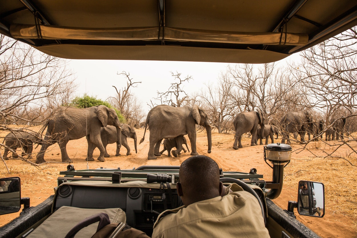 A driver pauses to watch elephants crossing the road in a dusty national park