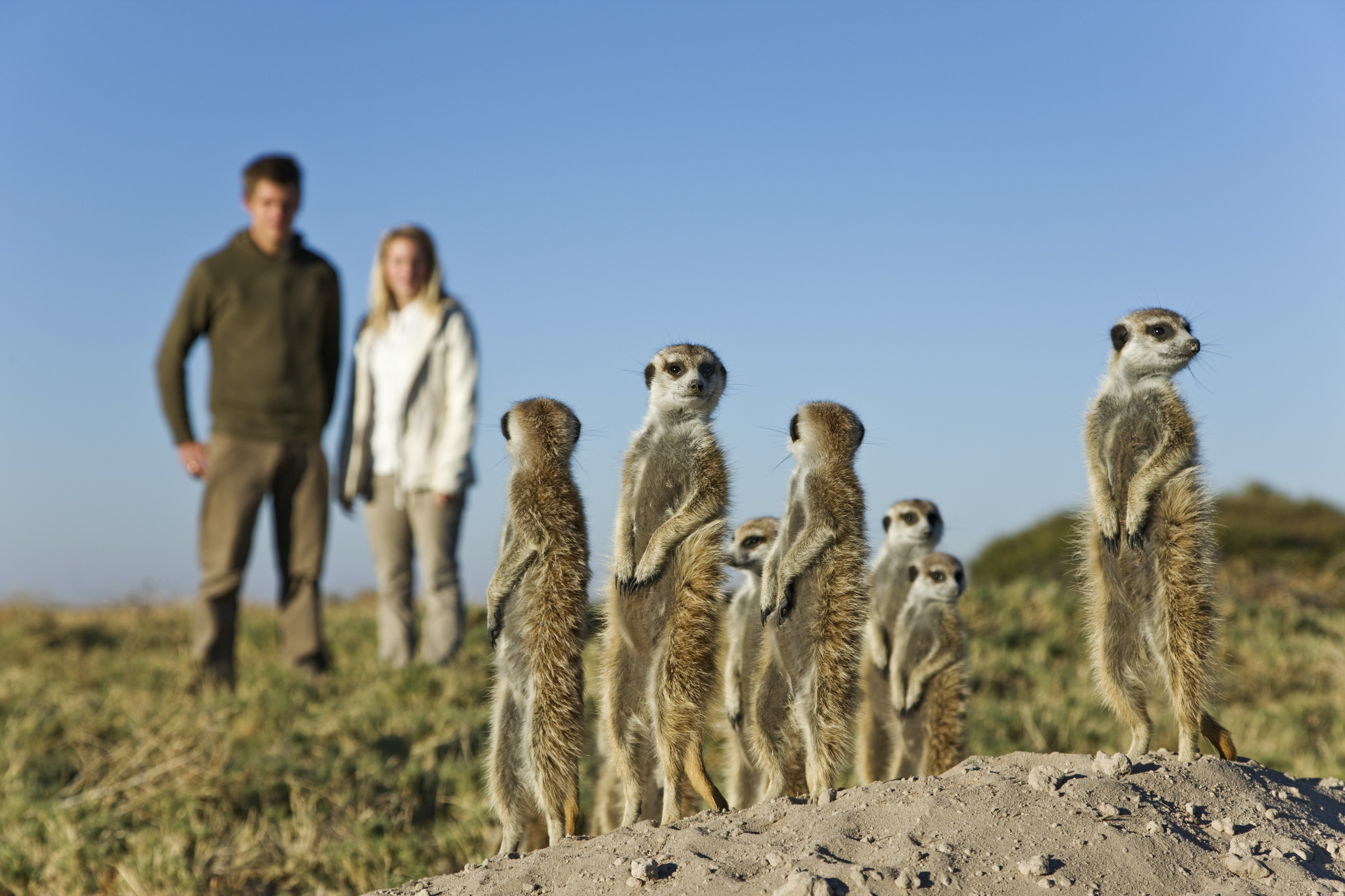 Visitors watch meerkats, stretchy rat-like creatures, standing on their back legs and looking around