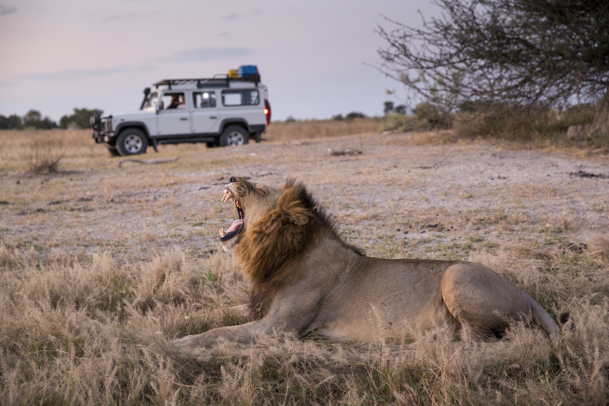 Tourists in Land Rover approach resting Lion (Panthera leo) at dusk at the Moremi Game Reserve, Botswana
