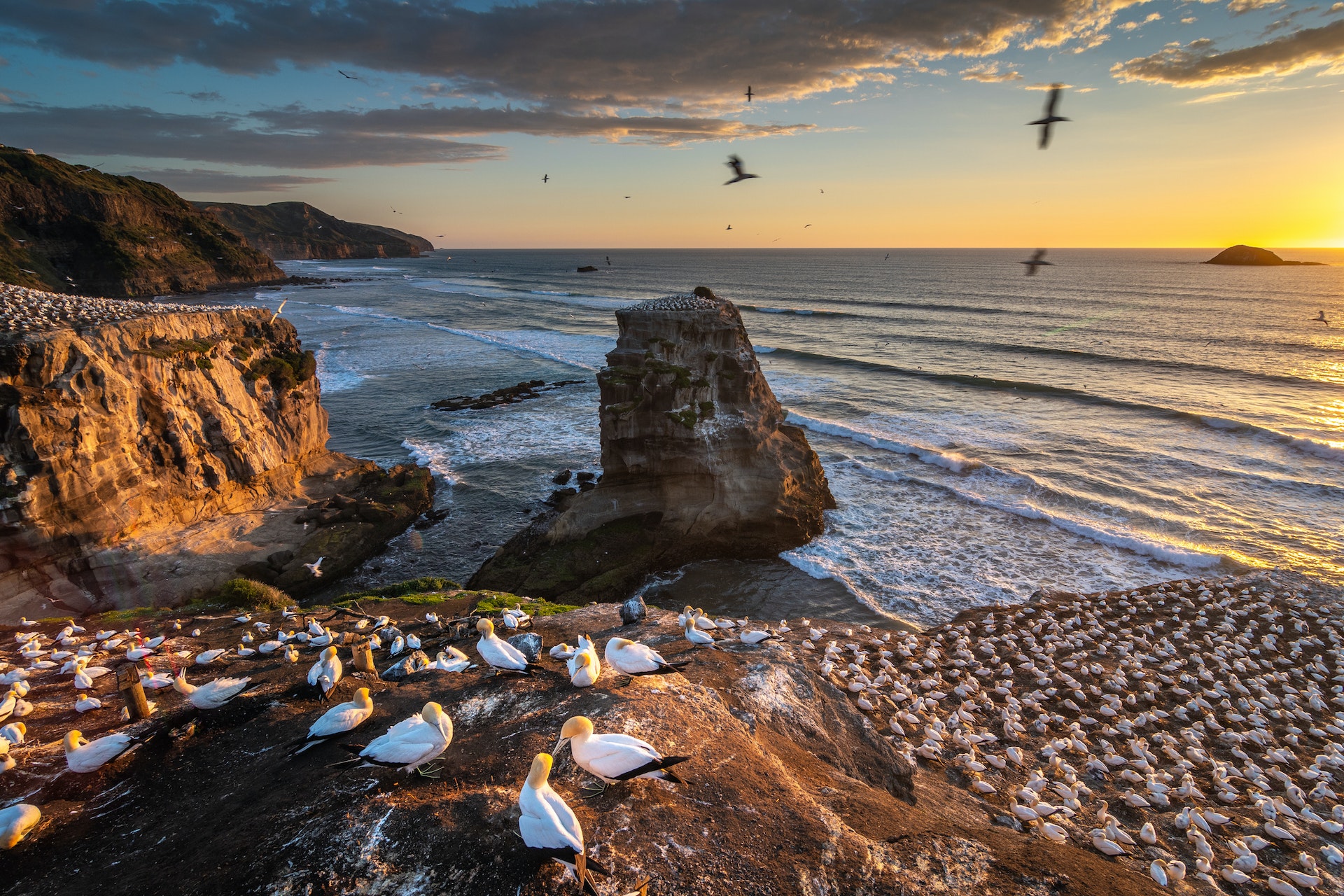 A clifftop at sunset with nesting gannets
