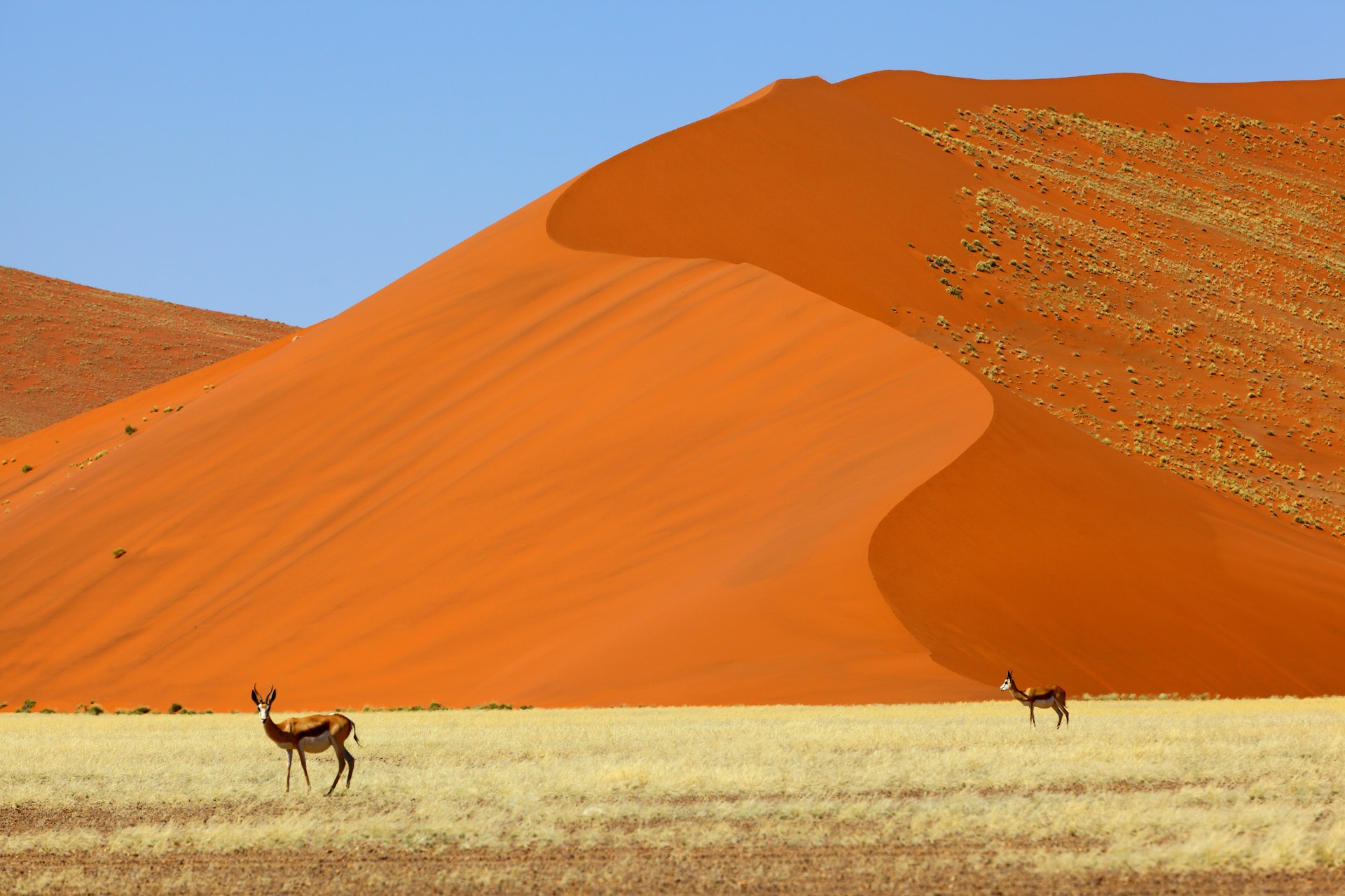 Springbok at large red sand dunes in Kgalagadi Transfrontier Park