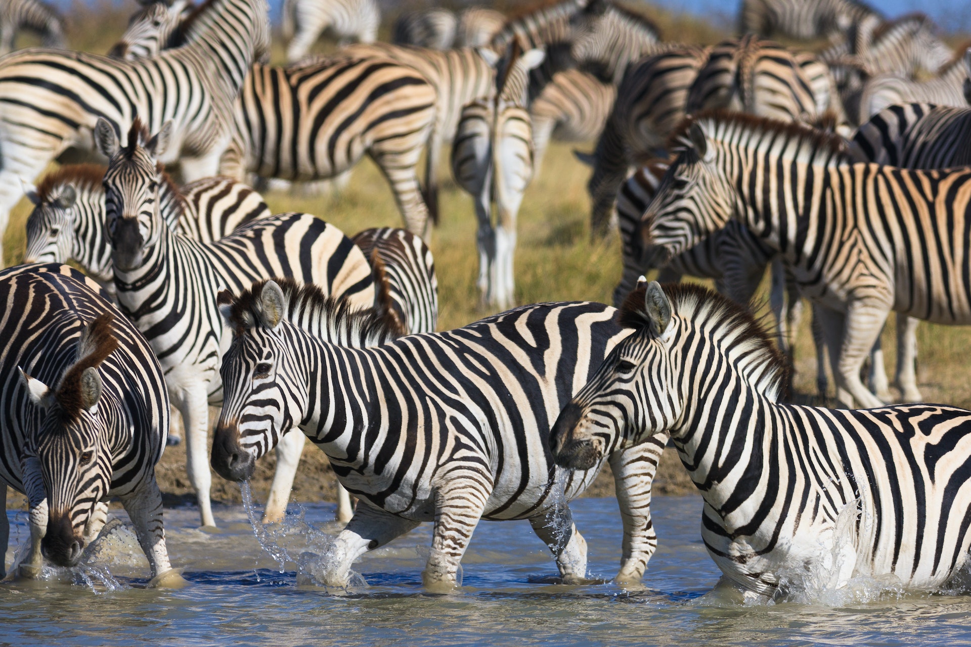 Black-and-white striped horse-like creatures gathered together in a group as they wade through water